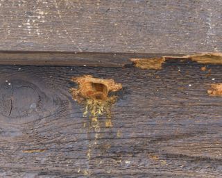 Carpenter bee nesting hole