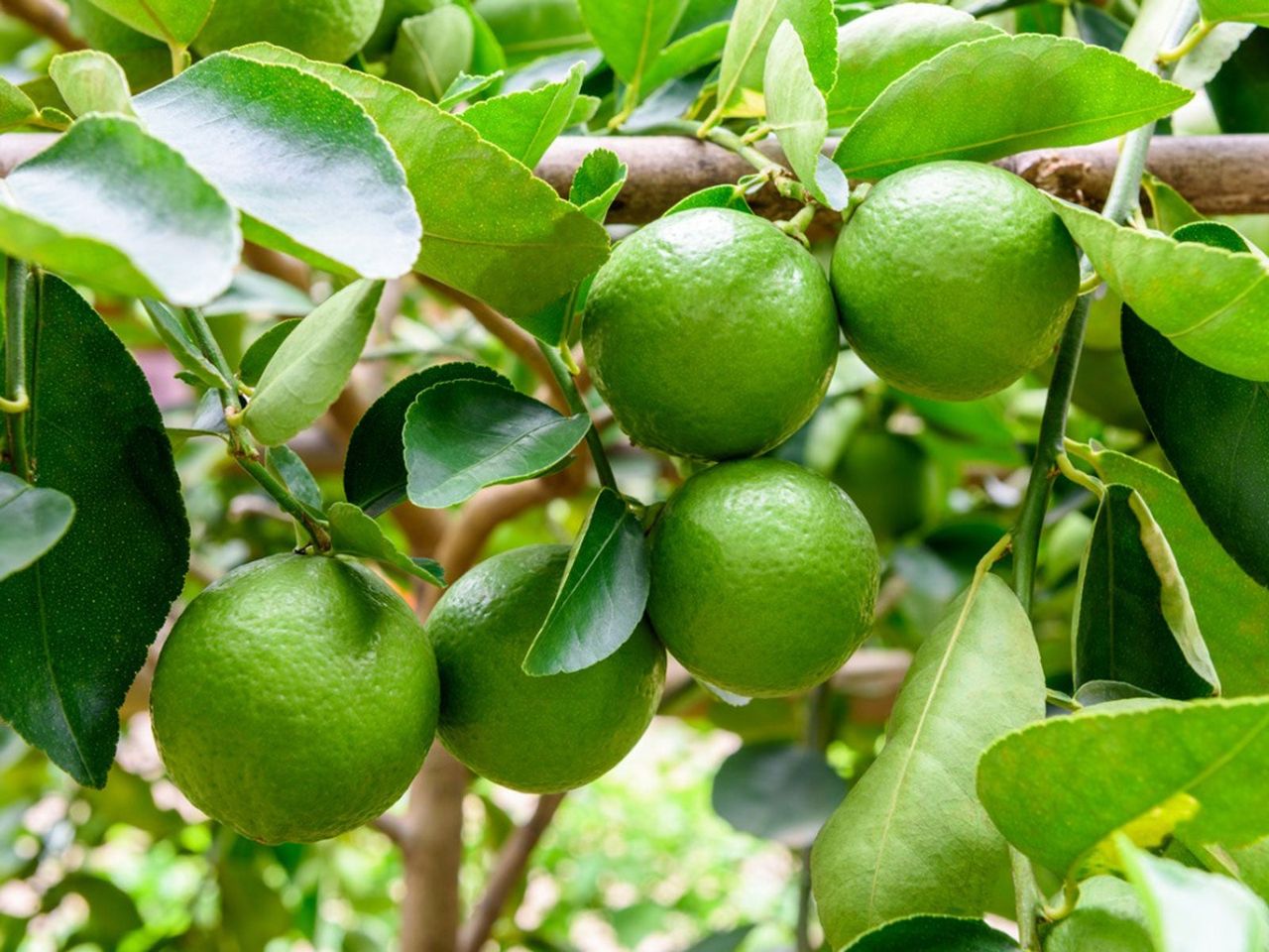 Lime Tree Full Of Limes