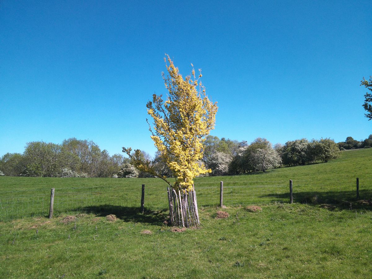 Sample image from Camp Snap CS-Pro digital compact camera showing tree standing in green field