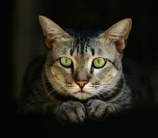 It's not uncommon for cats to have bright green eyes.
