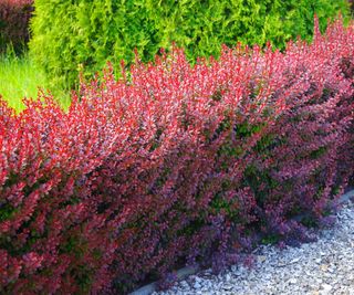 Berberis hedge