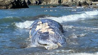 The 41-foot (12.5 meter) female gray whale which was found dead at Muir Beach on April 7.