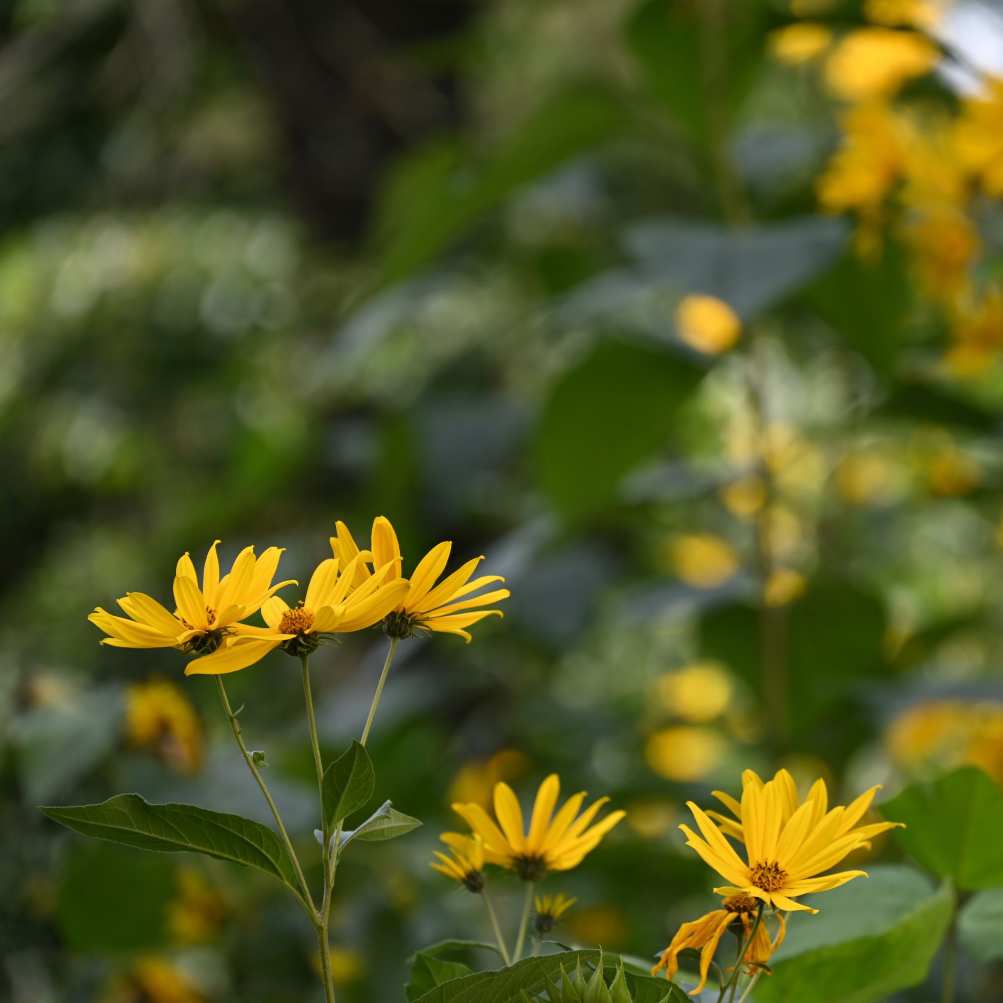 Yellow Jerusalem artichoke flowers