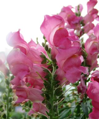 what to plant in January snapdragons in full bloom