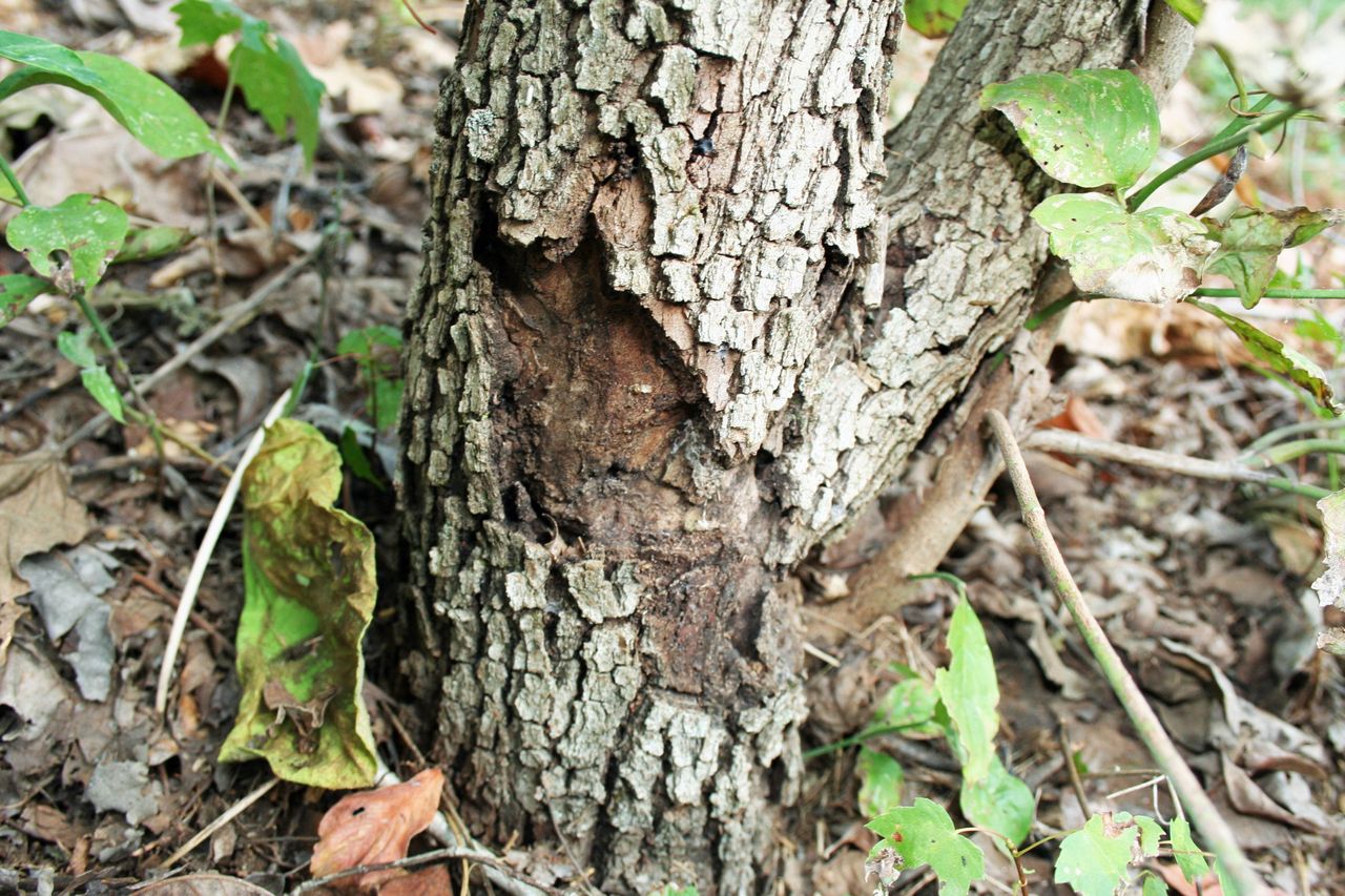 crown canker dogwood1