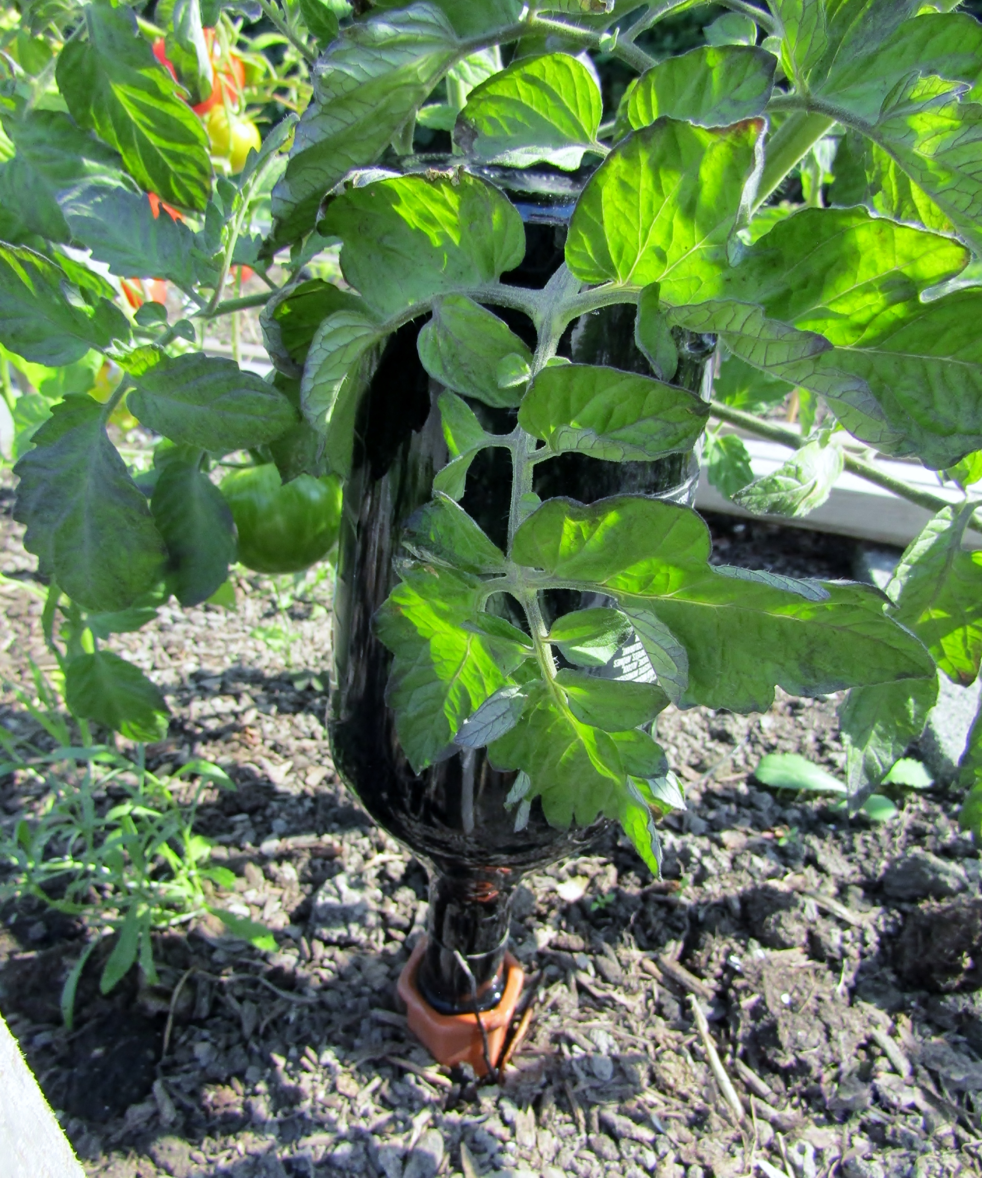 Wine bottle as water drip sprinkler in vegetable garden.