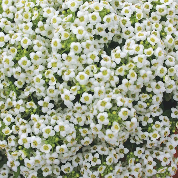 Alyssum, Carpet Of Snow