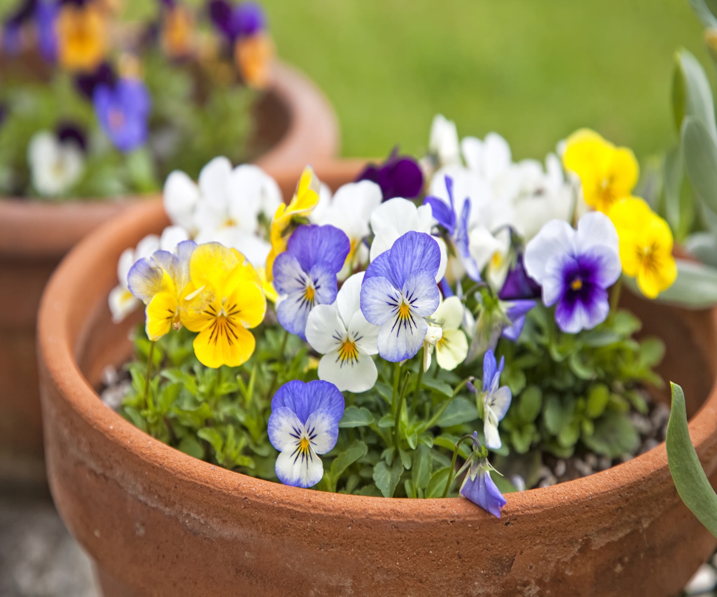 Colorful winter pansies in a clay planter