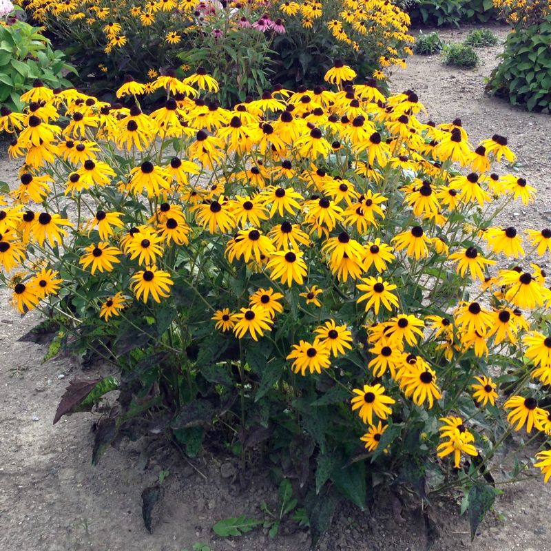 Goldsturm Black - Eyed Susan
