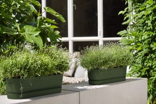 low maintenance garden ideas: elho potted plants on windowsill