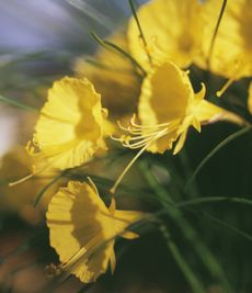 Petticoat daffodil