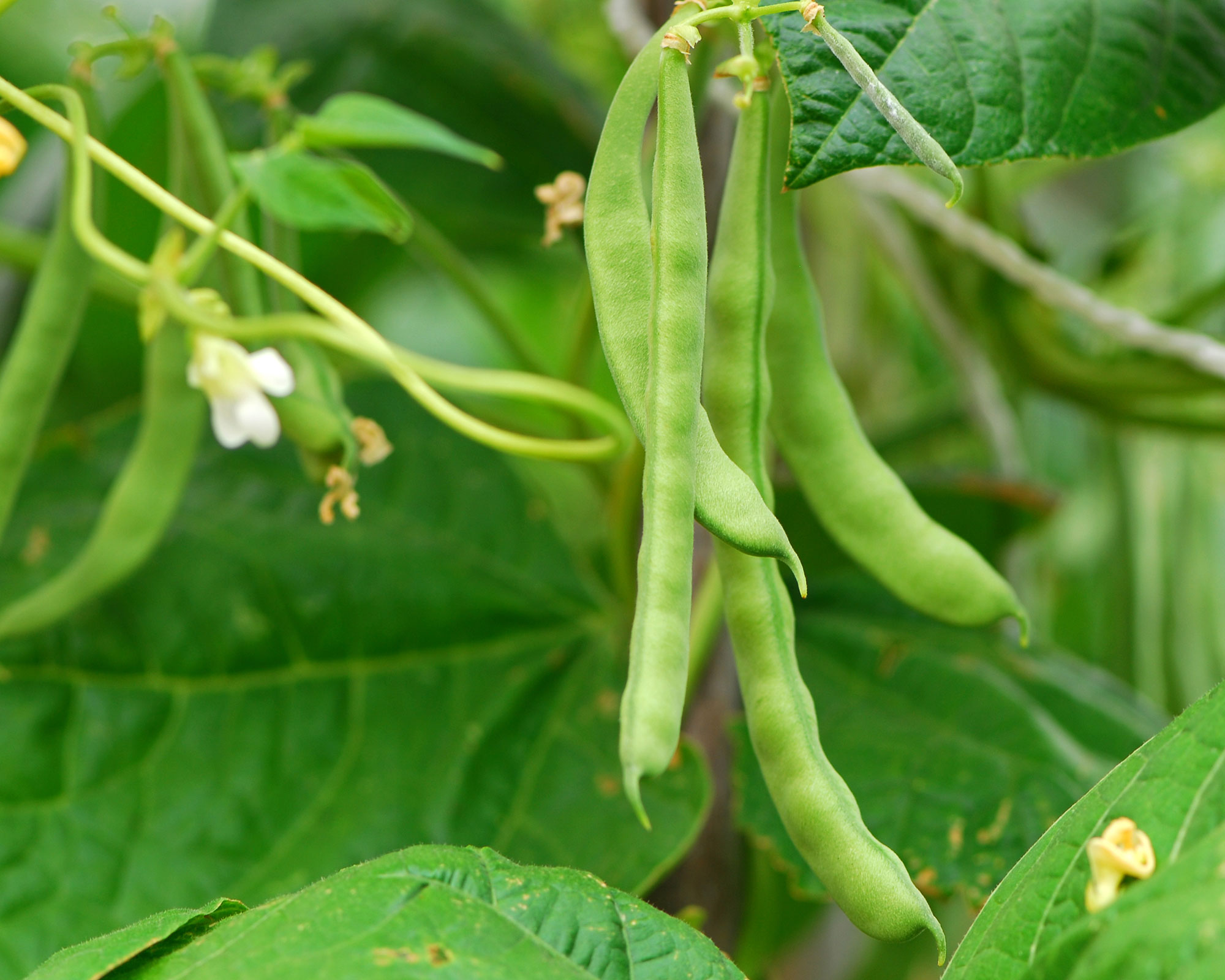 beans