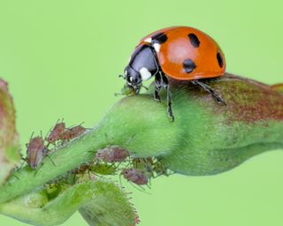 A ladybird eating aphids