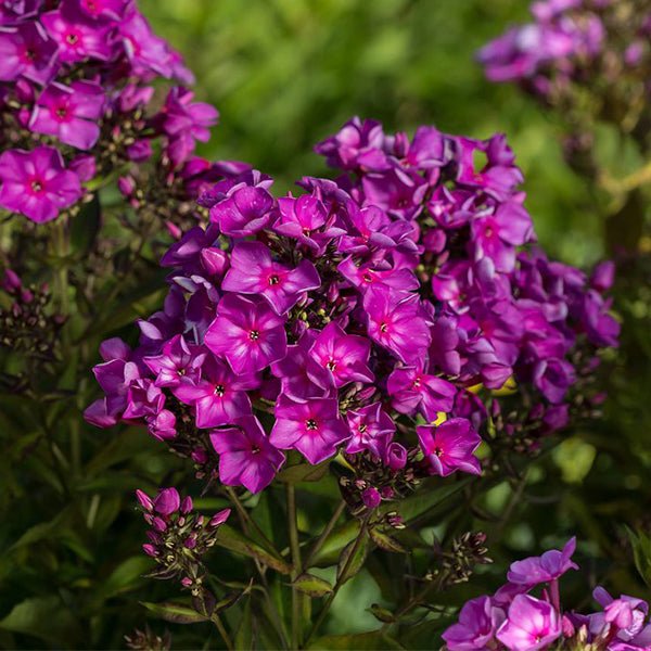 Grape Lollipop&amp;trade; Phlox