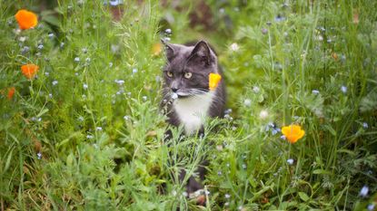 Cat amongst flowers