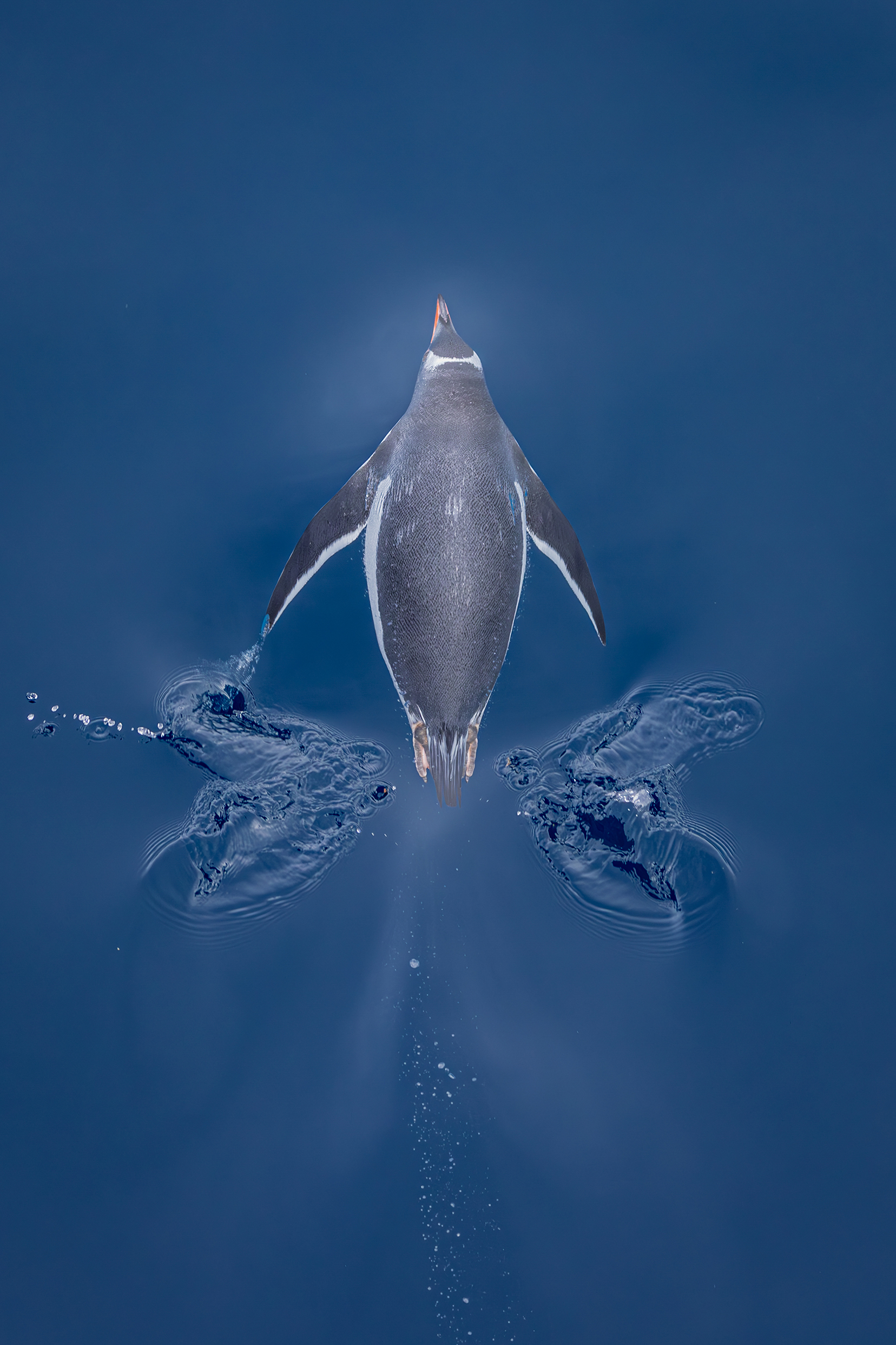 Top-down view of a penguin swimming just below the water surface, creating ripples and bubbles in deep blue water