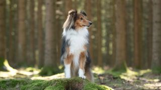 Shetland Sheepdog