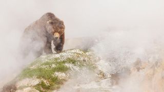 Brown bear