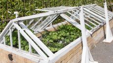 Cold frame raised beds with plants growing inside