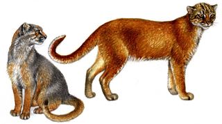 bay cat in borneo illustration