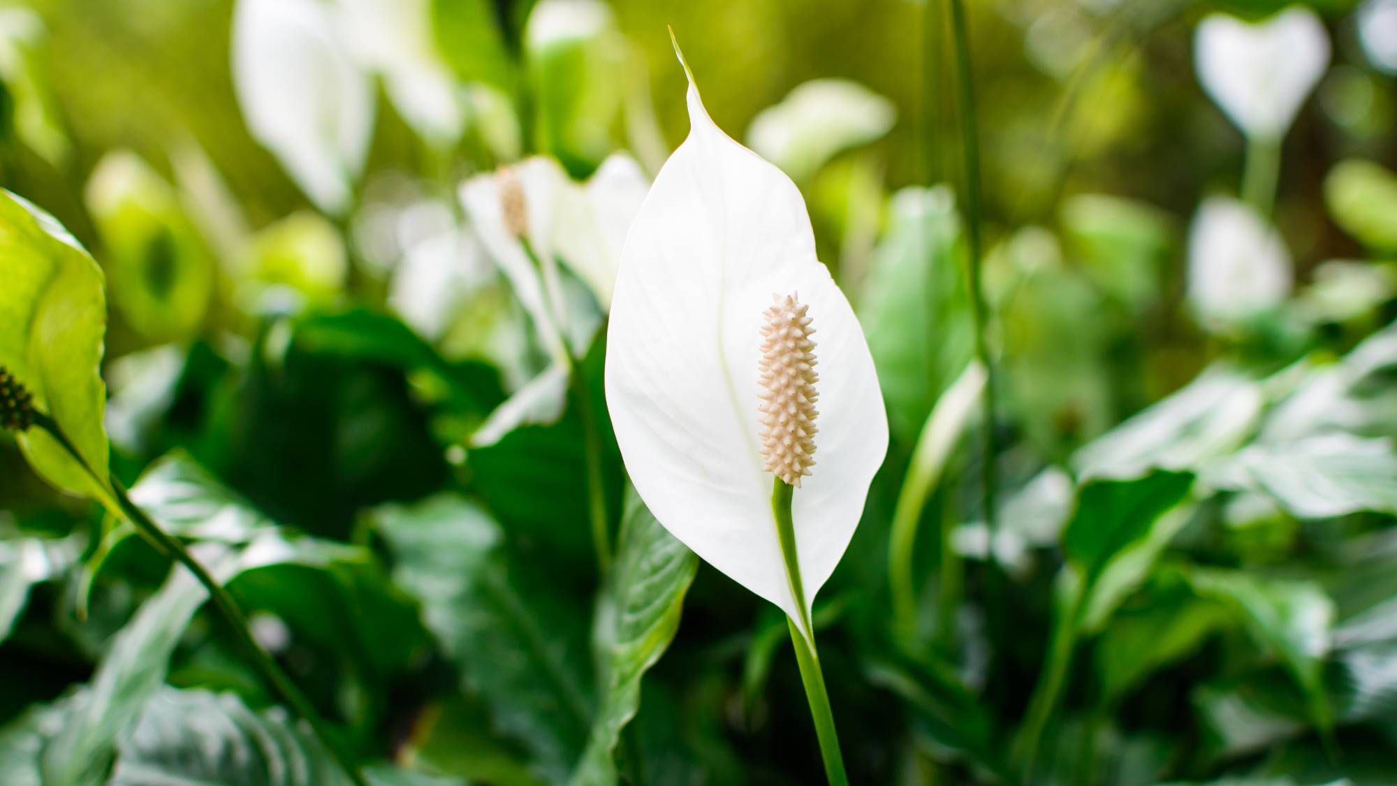 Peace lily spathe close up
