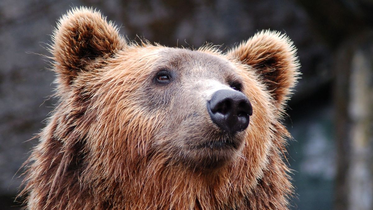 Close up shot of wild bear&#039;s face