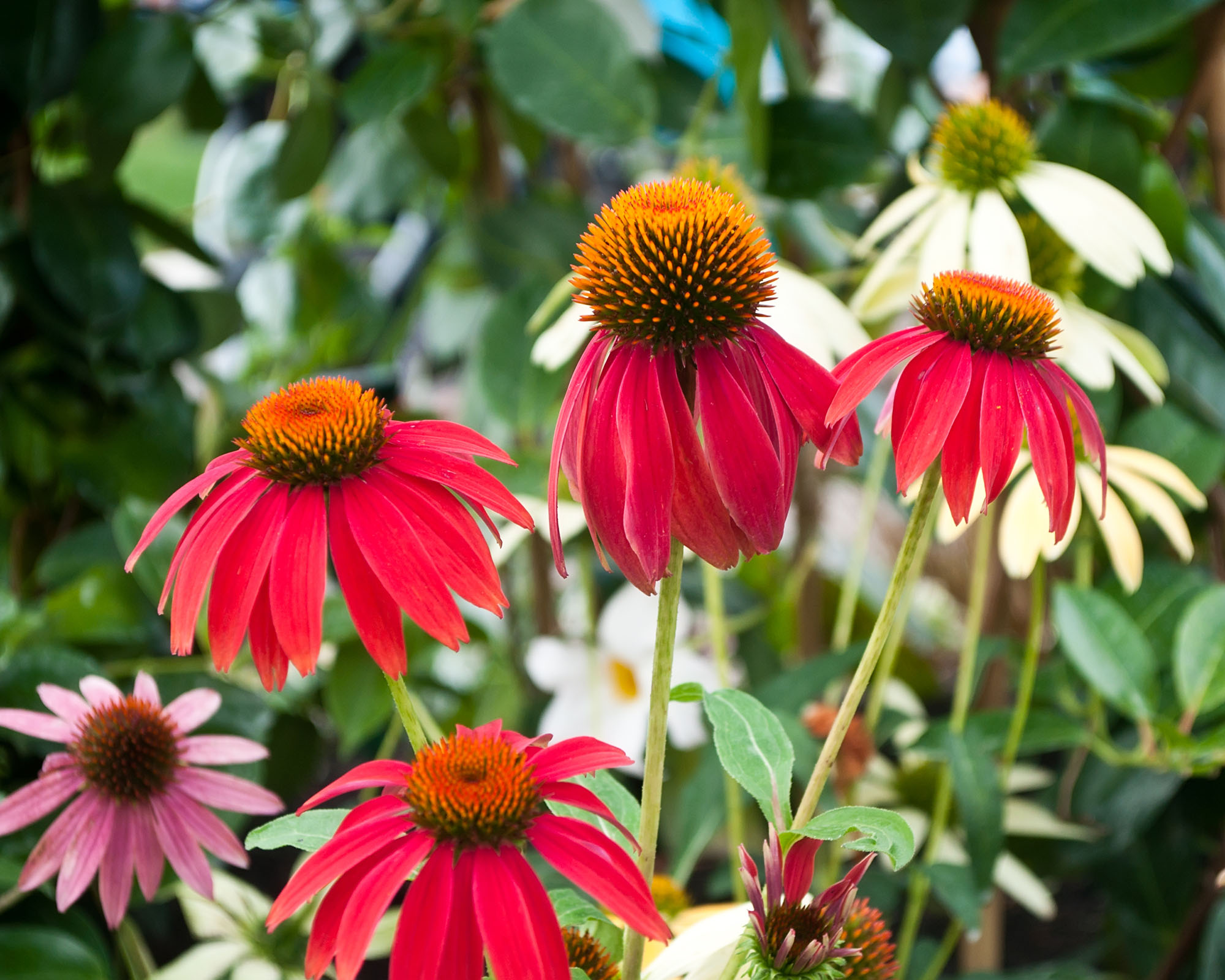 Red echinacea Cheyenne spirit in a garden