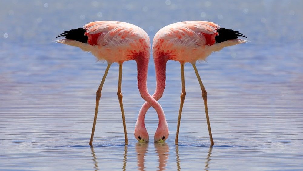 A pair of flamingos feeding in a lake.