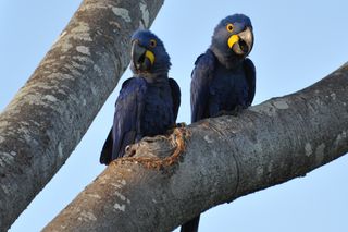 A nesting pair of hyacinth macaws at an eco-ranch.