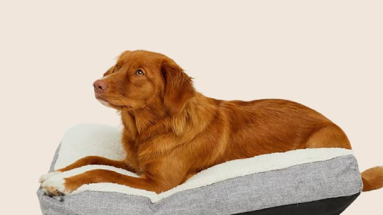 A Labrador sitting in a grey and white dog bed. 