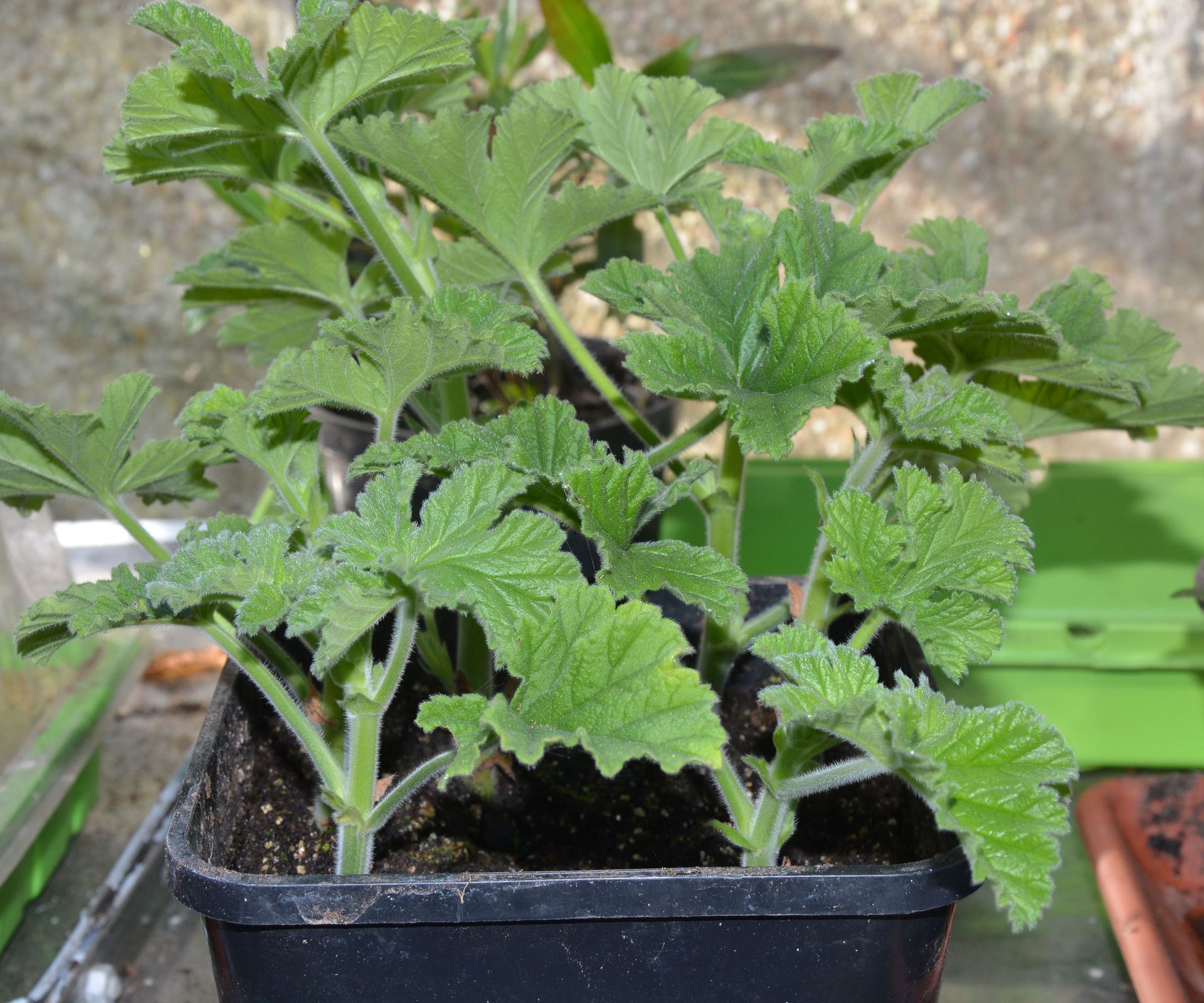 Pelargonium cuttings how to propagate bedding geraniums Homes & Gardens