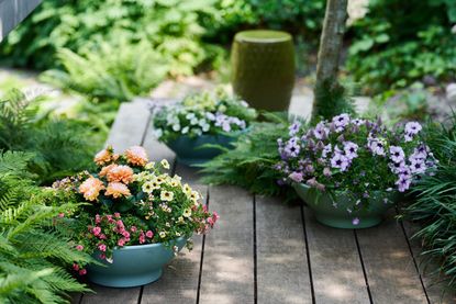 colorful pots in the garden