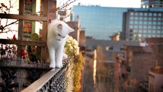 cat proof balcony