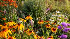 colorful autumn flowers