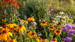 colorful autumn flowers