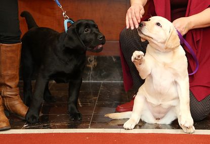 Labrador Retrievers at the American Kennel Club's Top Breeds of 2014 event in New York City
