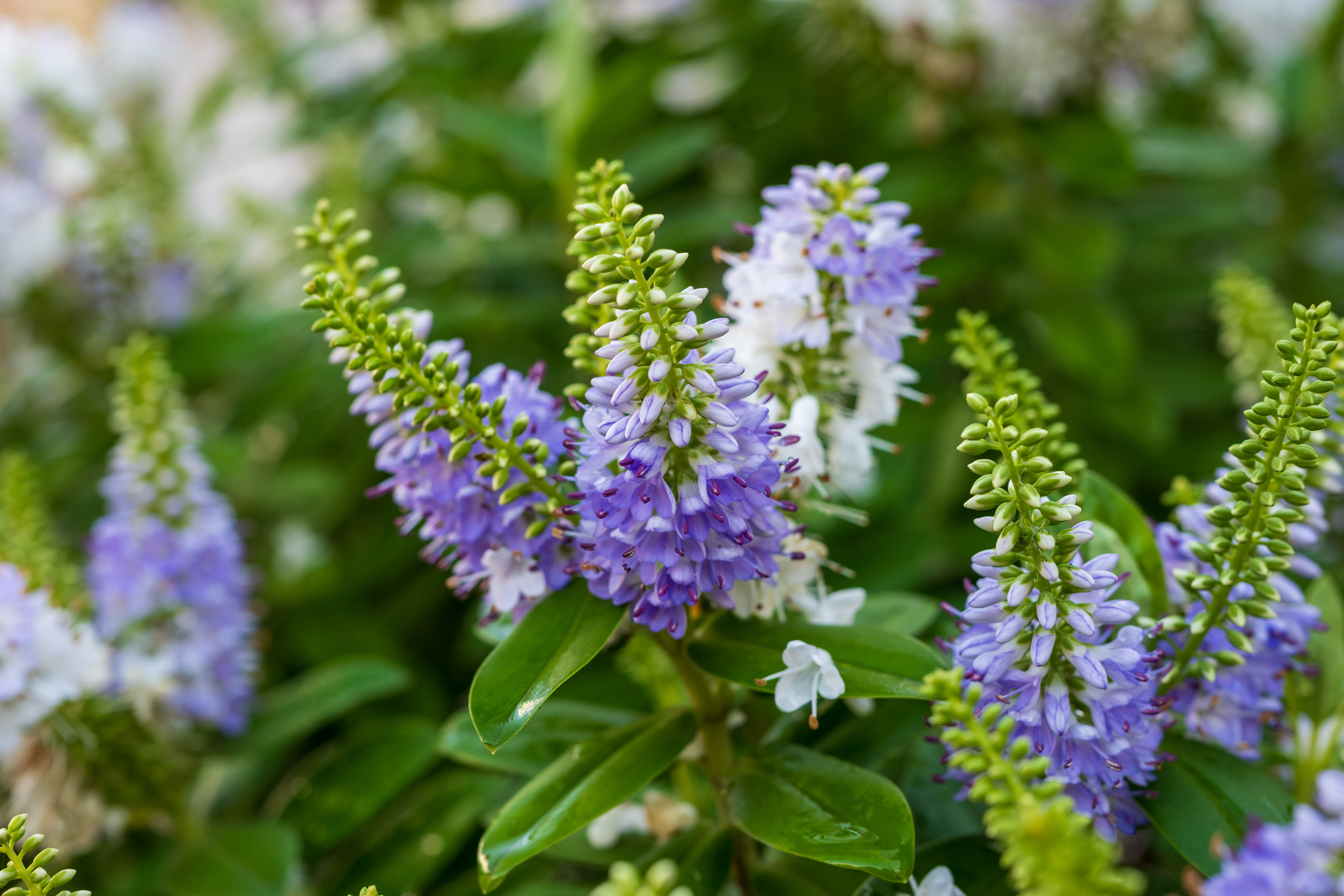 Nikon Z DX MC 35mm f/1.7 example shot