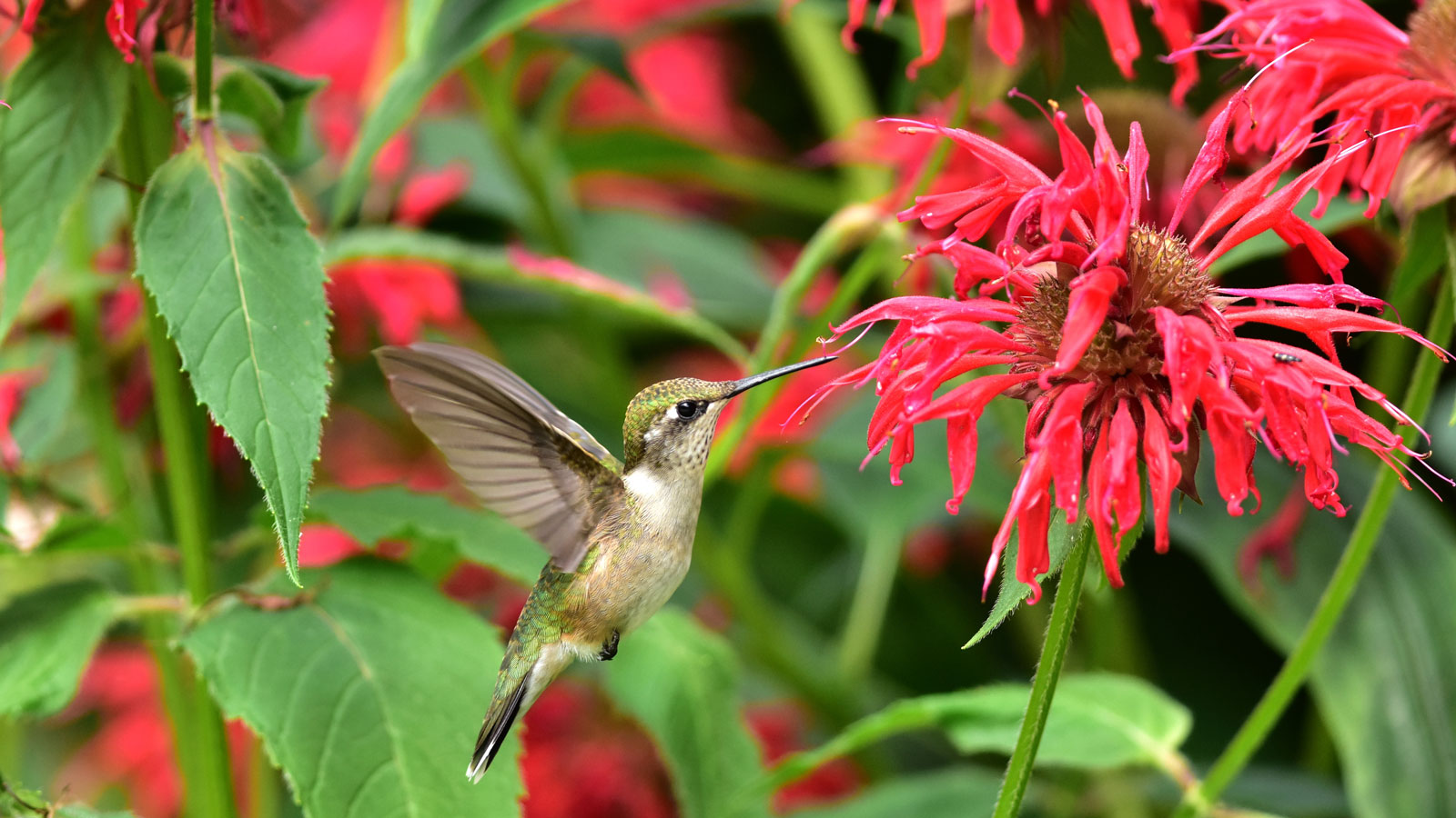 migrating hummingbirds visiting monarda plant