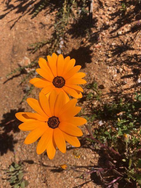 Golden African Daisy Flowers