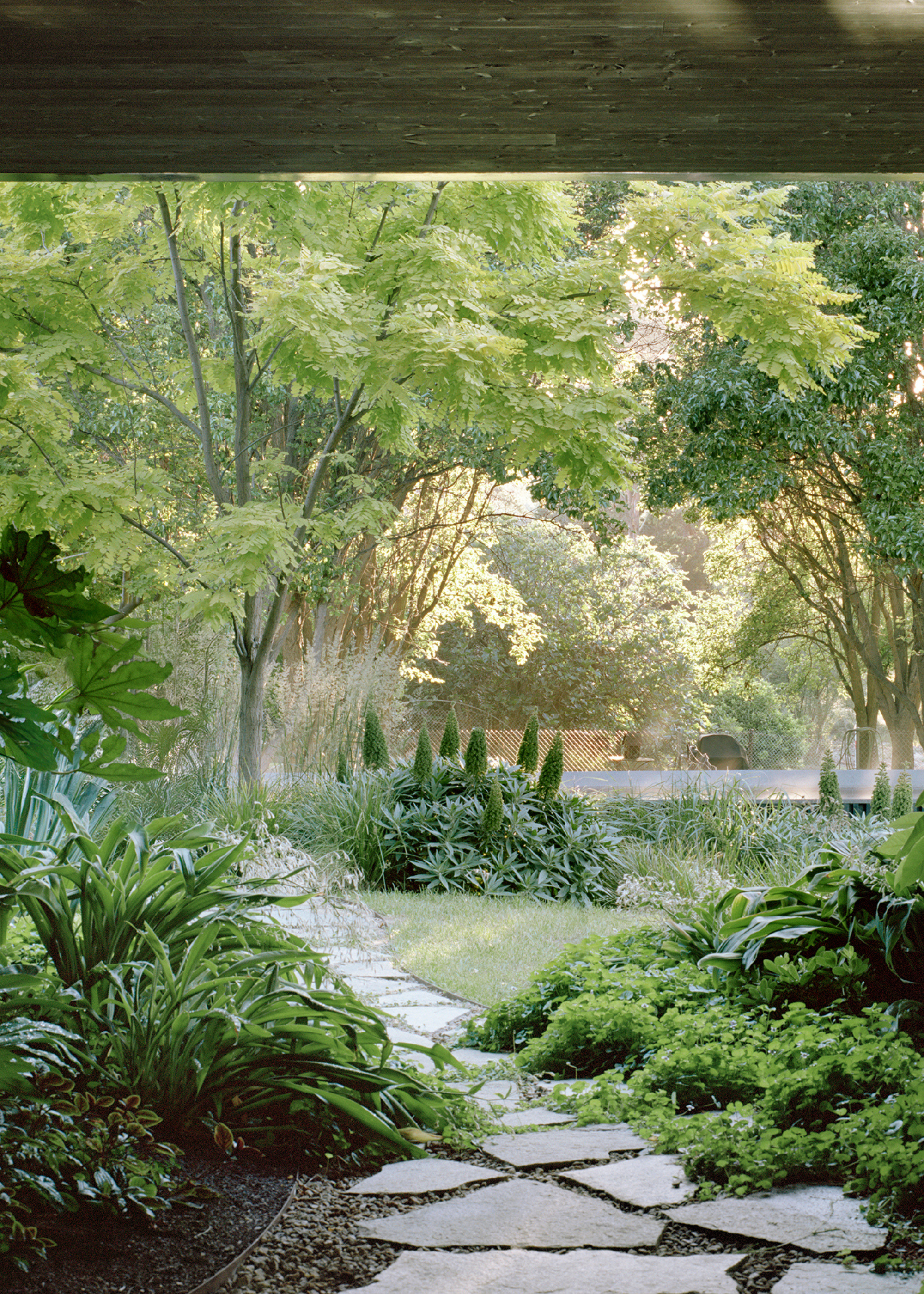 An outdoor garden with a stone path, ground cover plants, tall trees and shrubs