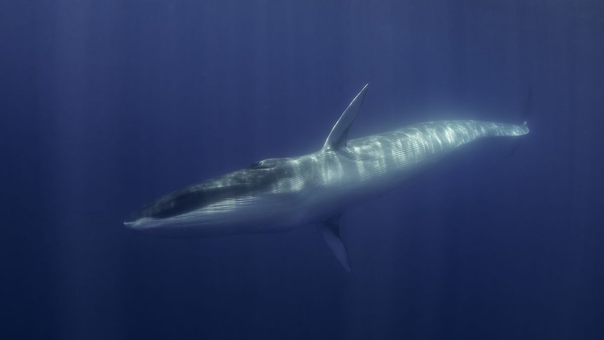 A fin whale gliding through the ocean.