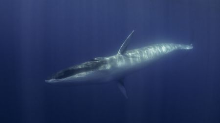 A fin whale gliding through the ocean. We can make out its grey back and white belly.