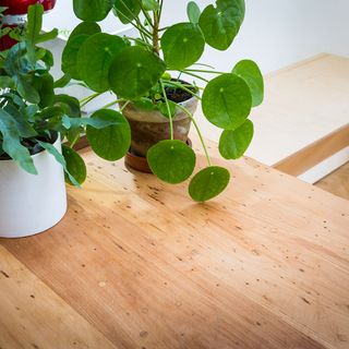 kitchen with money plant on wooden table