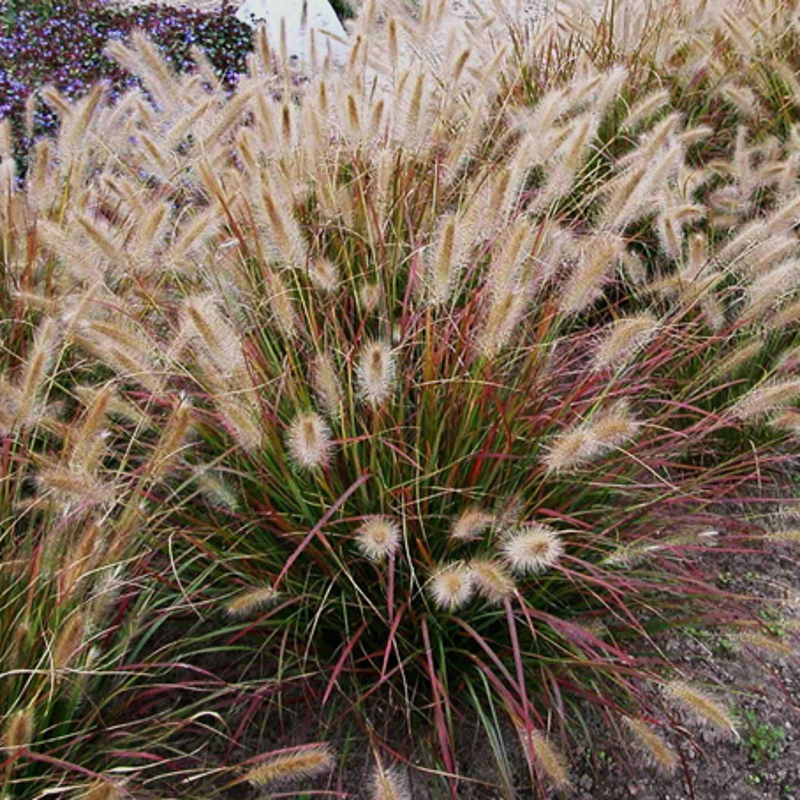 Prairie Winds® Desert Plains Fountain Grass Prairie Winds® Desert Plains Fountain Grass