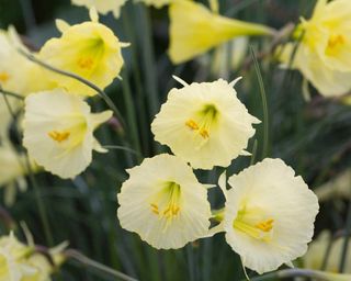 hoop petticoat daffodils