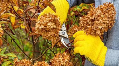 Pruning hydrangea in the fall