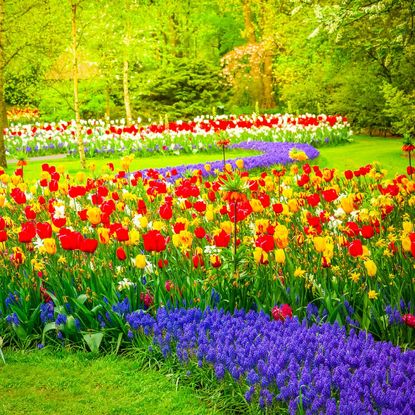 Blooming yellow and red tulips