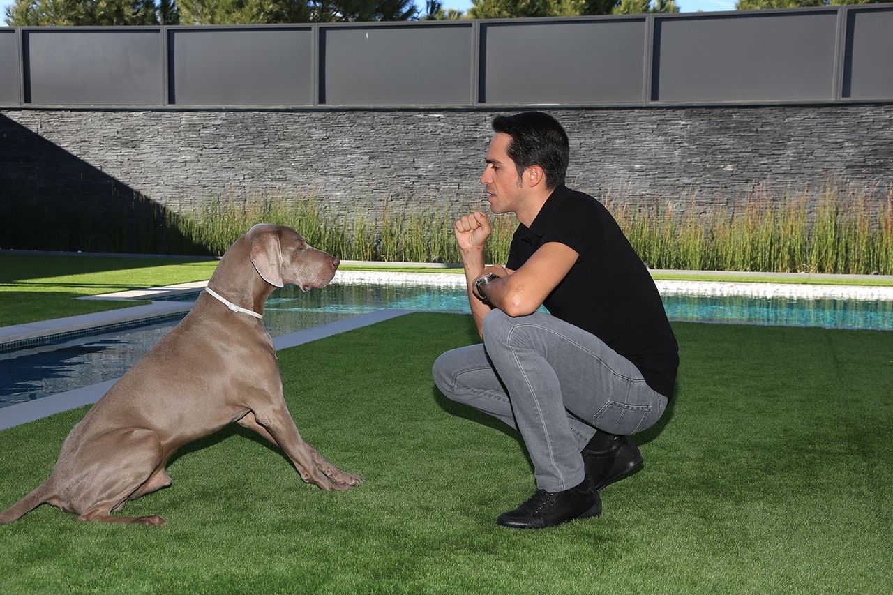 Alberto Contador has a pet Weimarana gifted to him by a TV station after his 2007 Tour de France victory. He named it Tour.