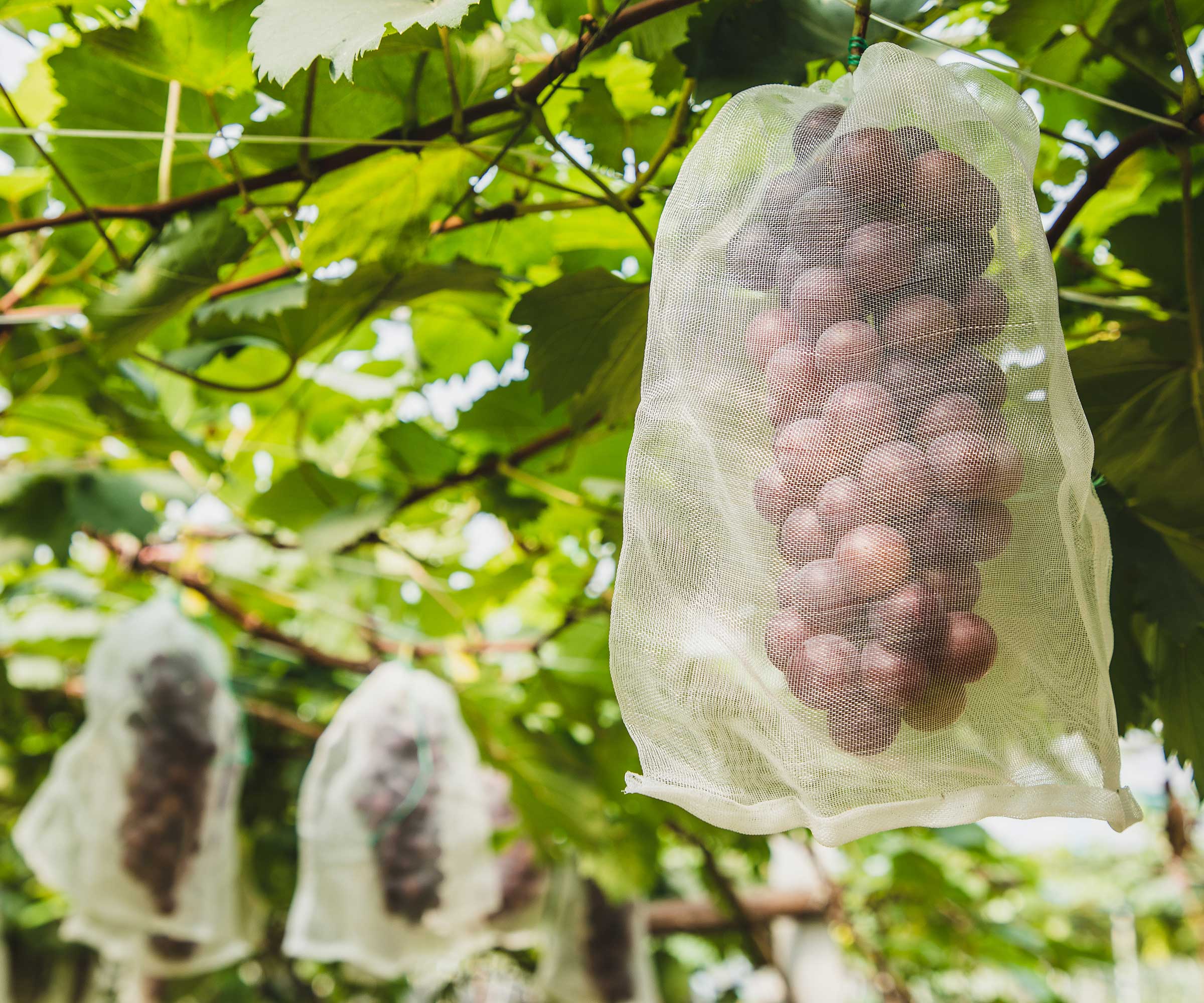 grapes in mesh bags