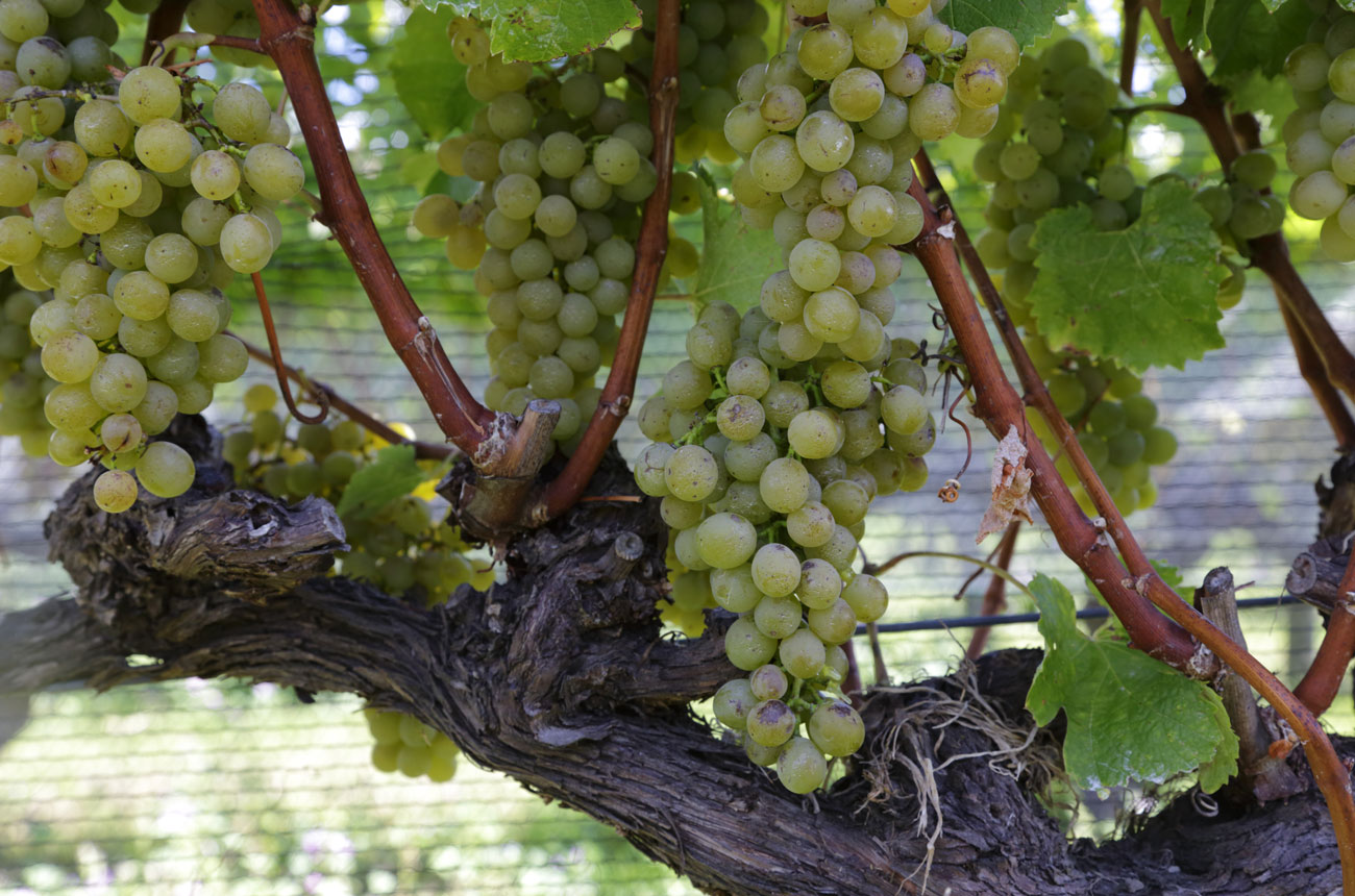 Sauvignon Blanc differences, Loire vs Marlborough